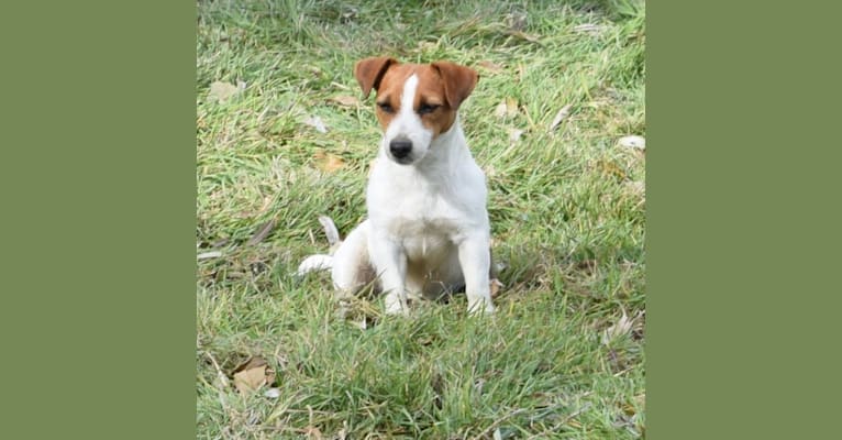 Roni, a Russell-type Terrier tested with EmbarkVet.com