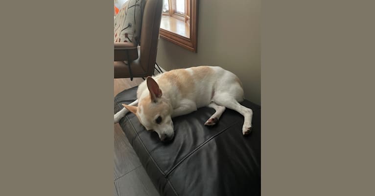 Photo of Chauncey, an American Eskimo Dog, Toy Fox Terrier, Rat Terrier, and Mixed mix in Richmond, Michigan, USA