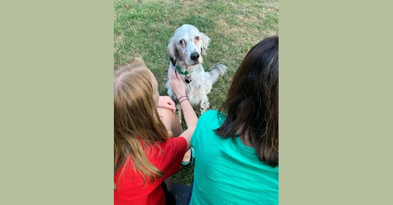 Casper, a Llewellin Setter tested with EmbarkVet.com