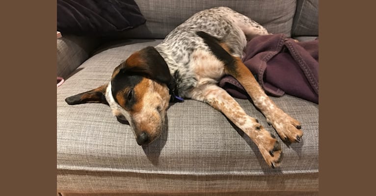 Iris, a Beagle and Australian Cattle Dog mix tested with EmbarkVet.com