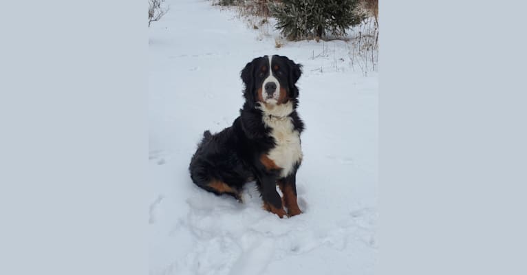 Alexa, a Bernese Mountain Dog tested with EmbarkVet.com