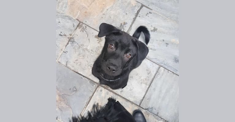 Ohana, a Hong Kong Village Dog tested with EmbarkVet.com