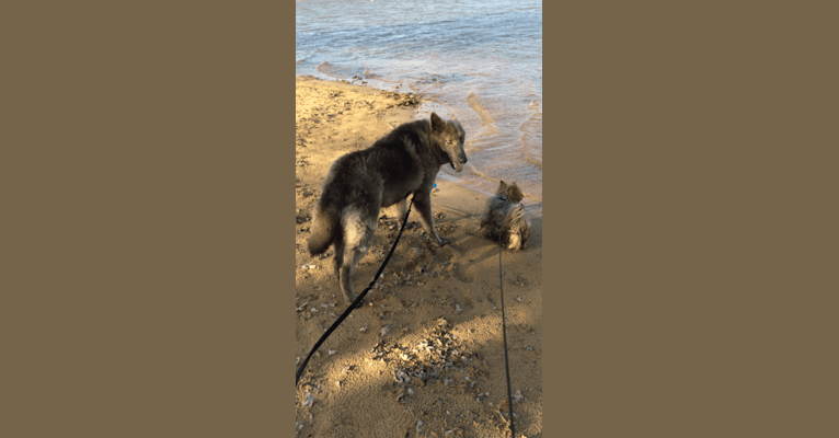 Mojo, a Yorkshire Terrier tested with EmbarkVet.com