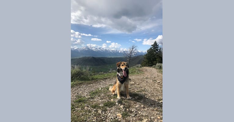 Akela, an American Pit Bull Terrier and Australian Cattle Dog mix tested with EmbarkVet.com