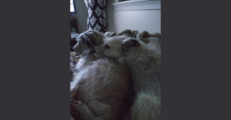 Photo of Champ, a Miniature Schnauzer, German Shepherd Dog, Norwegian Elkhound, and Beagle mix in Pennsylvania, USA