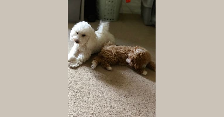 Photo of Cutie Pie, a Poodle (Small), Bichon Frise, and Mixed mix in Sacramento, California, USA