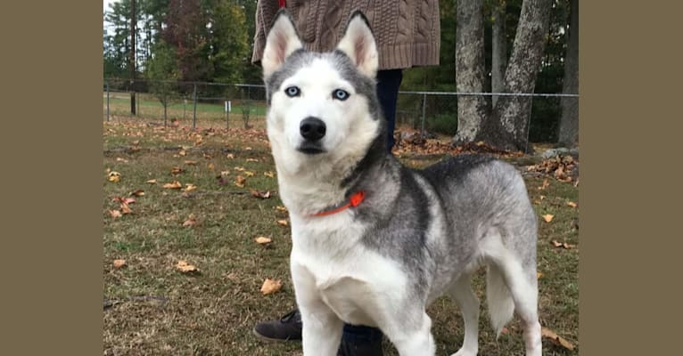 Sadie, a Siberian Husky tested with EmbarkVet.com