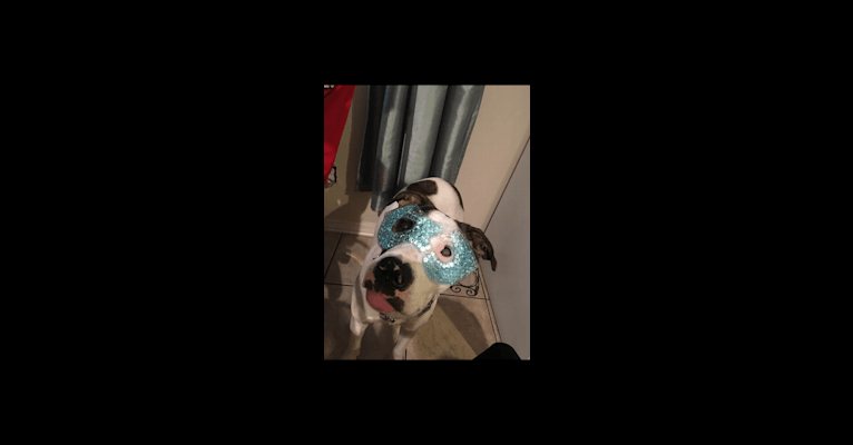 Dozer, an American Pit Bull Terrier and American Staffordshire Terrier mix tested with EmbarkVet.com