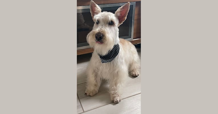 Photo of King, a Scottish Terrier  in Idaho Falls, ID, USA