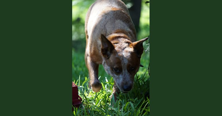 Bluebonnet Heelers Ruby, an Australian Cattle Dog tested with EmbarkVet.com