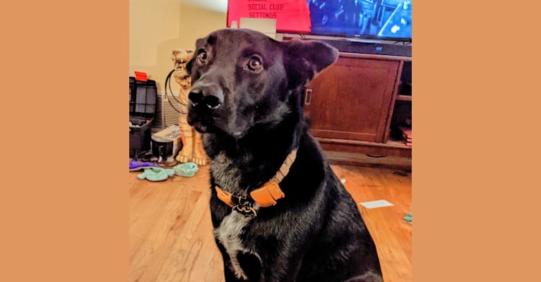 Ace, a German Shepherd Dog and American Pit Bull Terrier mix tested with EmbarkVet.com