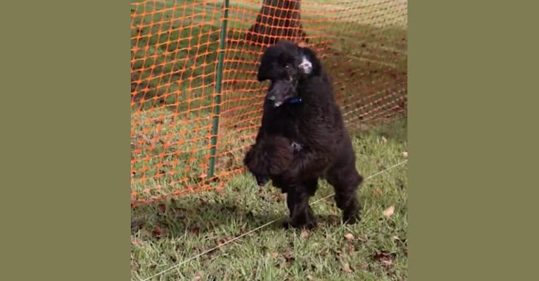 Photo of Tempi, a Poodle (Standard)  in Kentucky, USA