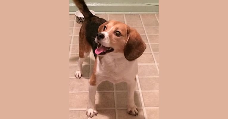 Diego, a Beagle tested with EmbarkVet.com