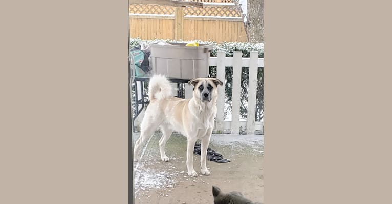 Marley, a Great Pyrenees and Australian Cattle Dog mix tested with EmbarkVet.com