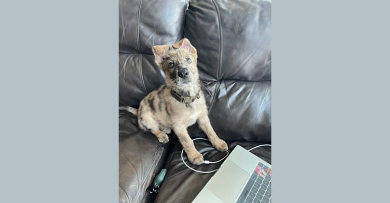 Murphy, a German Shepherd Dog and Labrador Retriever mix tested with EmbarkVet.com