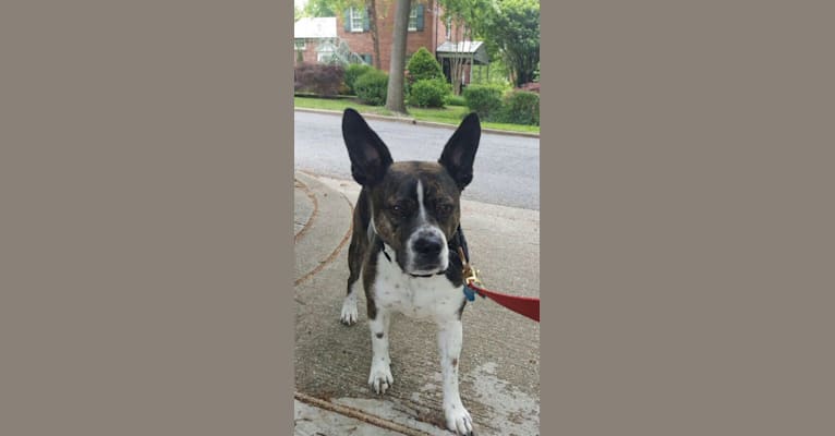 Axel, a Boston Terrier and Australian Cattle Dog mix tested with EmbarkVet.com