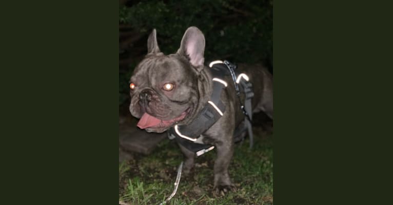 Nardo, a French Bulldog tested with EmbarkVet.com