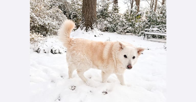 Darcey, a Norwegian Elkhound and Golden Retriever mix tested with EmbarkVet.com