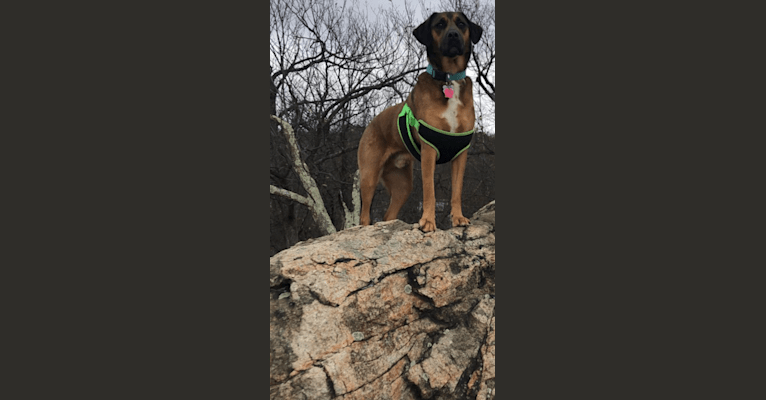 Rufus, a Rottweiler and Beagle mix tested with EmbarkVet.com