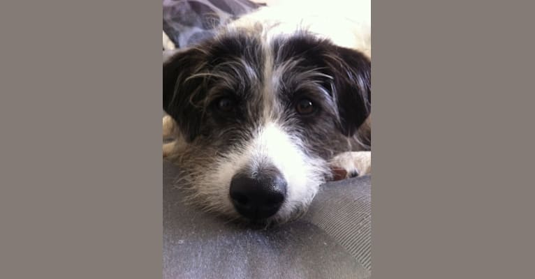 Rosie, a Formosan Mountain Dog tested with EmbarkVet.com