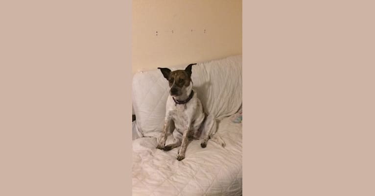 Peanut, a Chow Chow and Rottweiler mix tested with EmbarkVet.com