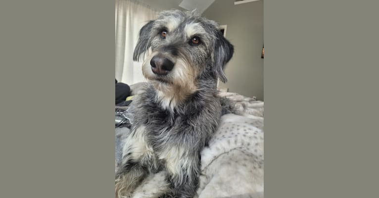 Alaskan malamute top poodle mix