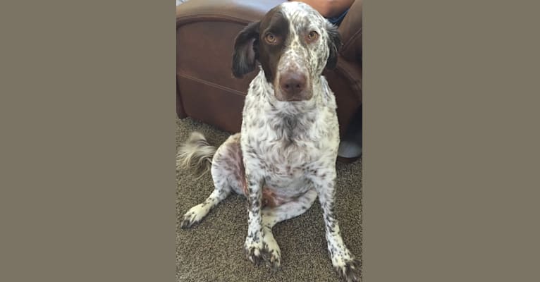 Photo of Patches, an English Springer Spaniel and Australian Cattle Dog mix in San Antonio, Texas, USA