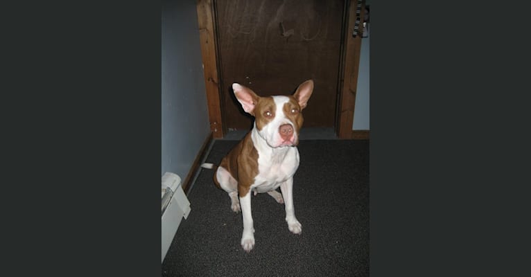 Photo of Dutches, an American Pit Bull Terrier and American Bully mix in New York, USA