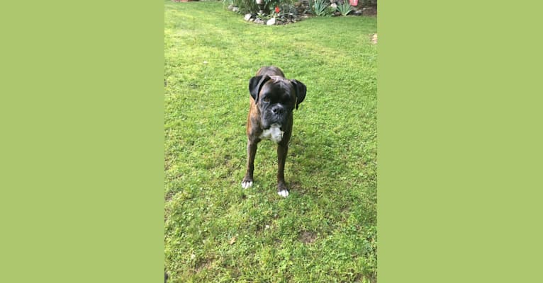 Murray, a Boxer tested with EmbarkVet.com
