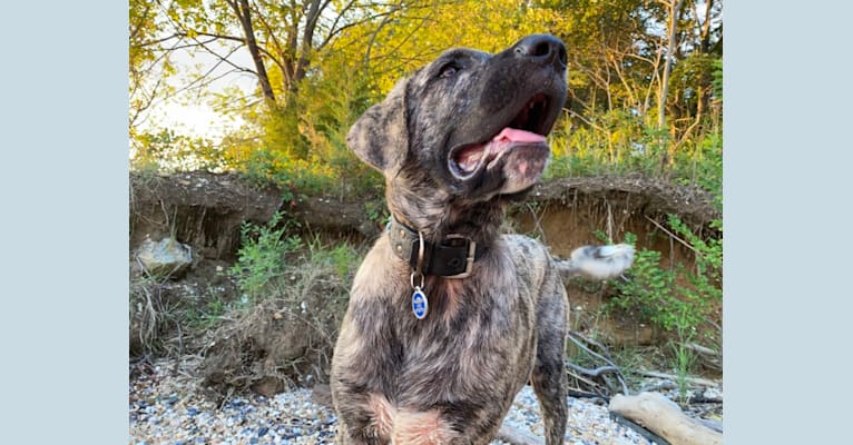 Photo of Temujin, the Heartbreaker, an Anatolian Shepherd Dog (5.6% unresolved) in Tennessee, USA