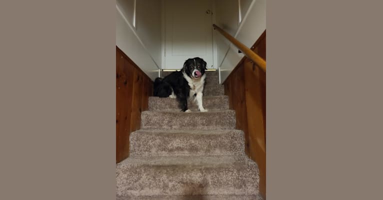 Photo of Billy, a Border Collie and American Pit Bull Terrier mix in Sunnyside, Washington, USA