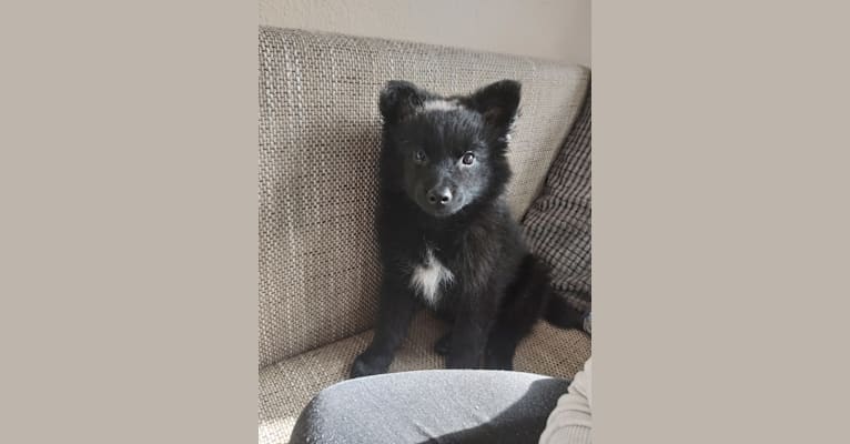 Photo of Füge, a Border Collie, Pomeranian, German Shepherd Dog, and Mixed mix in Budapest, Magyarország