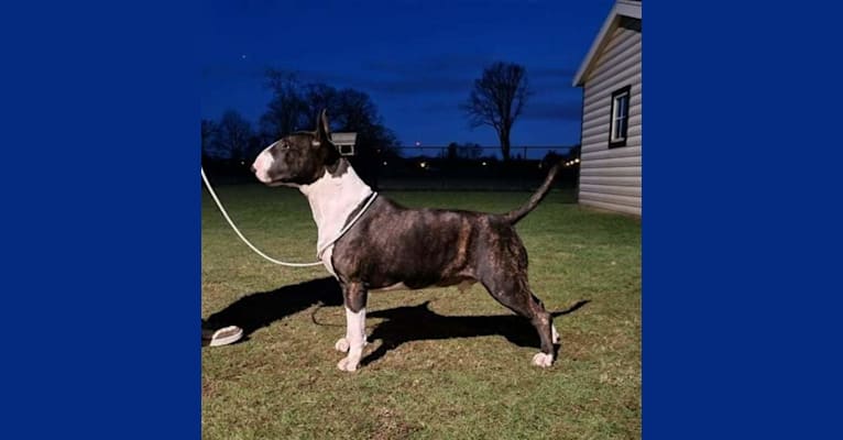 Skylark's Urban Legend, a Bull Terrier tested with EmbarkVet.com