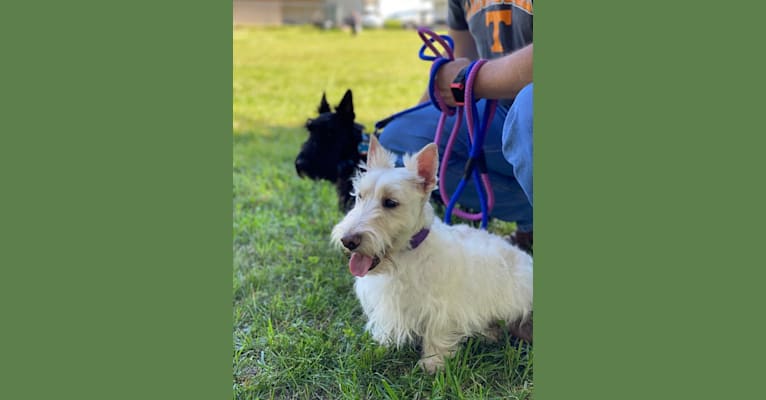 Photo of Ada Rose, a Scottish Terrier  in Cookeville, Tennessee, USA
