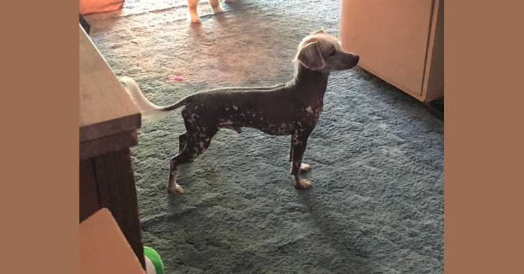 Snickerdoodle, a Chinese Crested and Beagle mix tested with EmbarkVet.com