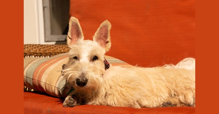 Photo of Emmy, a Scottish Terrier  in Vermont, USA