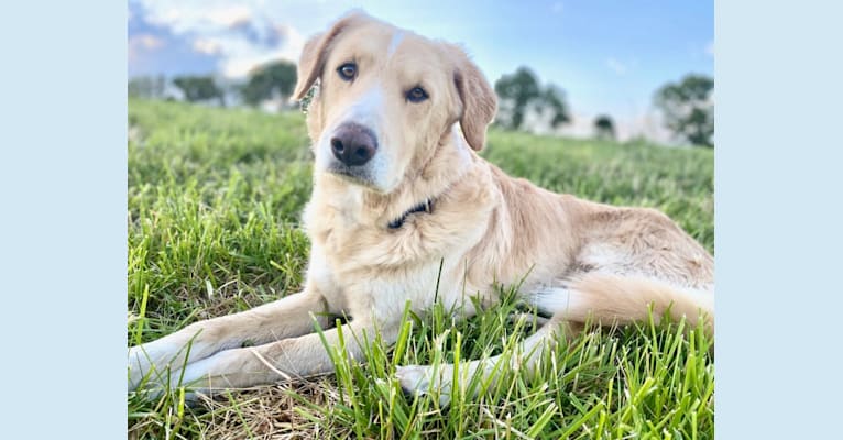 Photo of Thor, a Golden Retriever, Brittany, Siberian Husky, and Mixed mix in Arkansas, USA