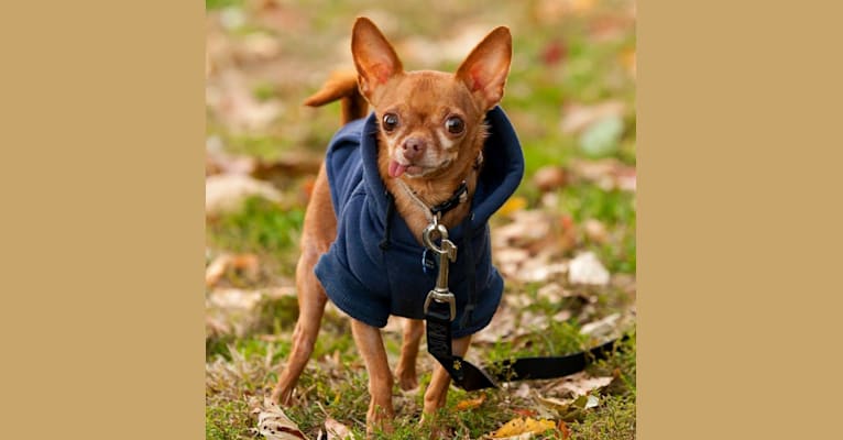 MERVIN, a Chihuahua tested with EmbarkVet.com