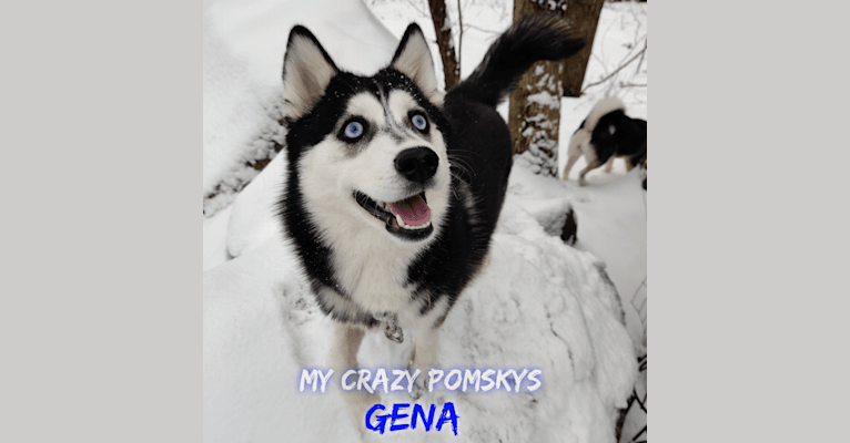 Gena, Gigi, a Pomsky tested with EmbarkVet.com