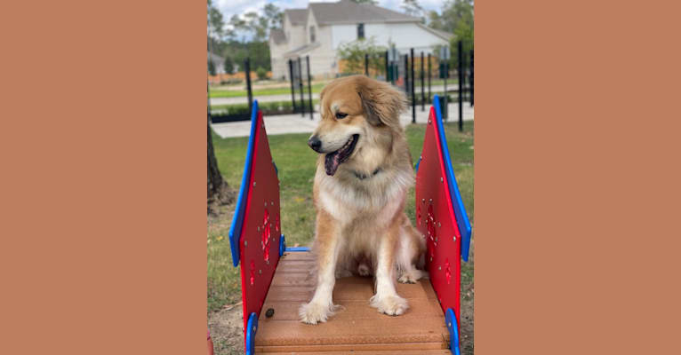 Kaldi, a Great Pyrenees and Chow Chow mix tested with EmbarkVet.com
