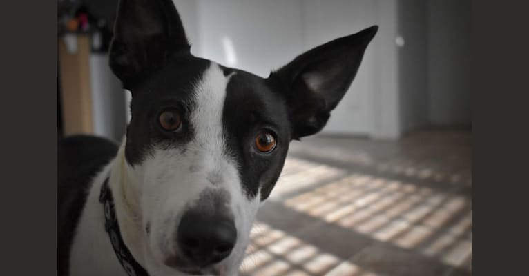 Photo of Kai, a Border Collie, American Pit Bull Terrier, and Mixed mix in Abernathy, TX, USA