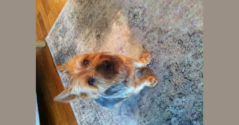 Squirt, a Yorkshire Terrier tested with EmbarkVet.com
