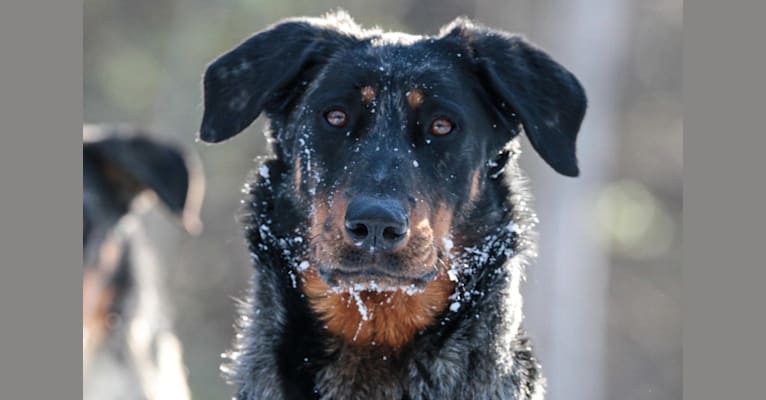 Pastelle, a Beauceron tested with EmbarkVet.com