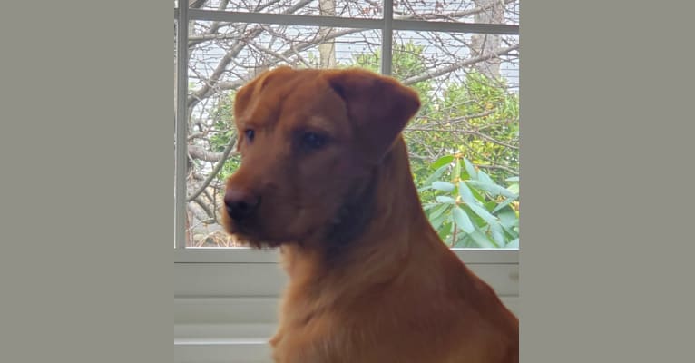 Jessie, a Labrador Retriever and Chihuahua mix tested with EmbarkVet.com