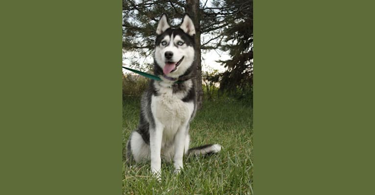 Kia, a Siberian Husky tested with EmbarkVet.com