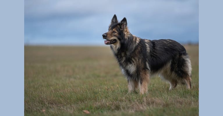 Indira Skye Avalon of Empire, a German Shepherd Dog tested with EmbarkVet.com