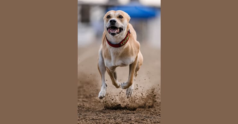 Loomy, a Carolina Dog tested with EmbarkVet.com