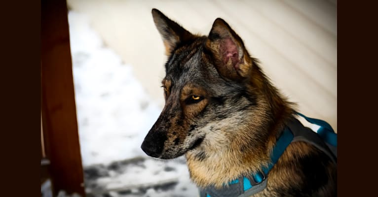 Photo of Riley, a German Shepherd Dog, Siberian Husky, and Alaskan Malamute mix in Ogden, Utah, USA
