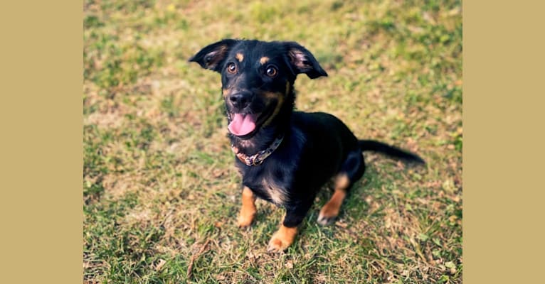 Millie, a Chihuahua and Beagle mix tested with EmbarkVet.com