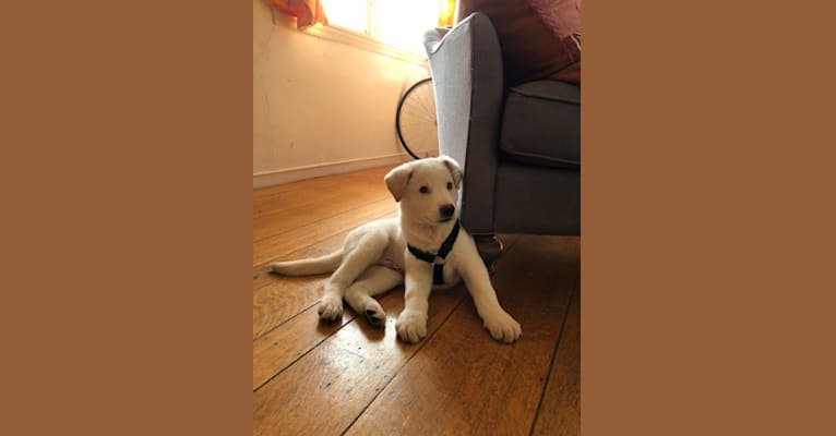 Ludo, a German Shepherd Dog and Border Collie mix tested with EmbarkVet.com